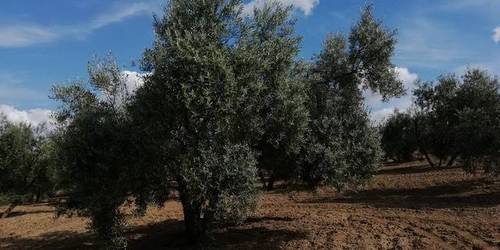imagen 2 de Venta de finca olivar en Bujalance (Córdoba)
