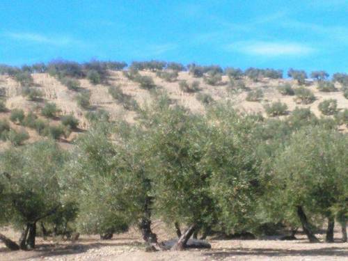 imagen 1 de Venta de finca olivar en Cañete de las Torres (Córdoba)