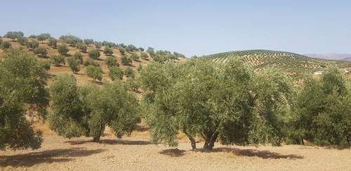 imagen 1 de Venta de finca olivar en Lucena (Córdoba)