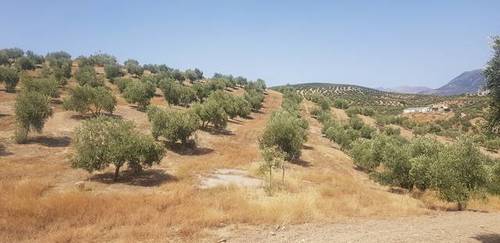 imagen 1 de Venta de finca olivar en Lucena (Córdoba)
