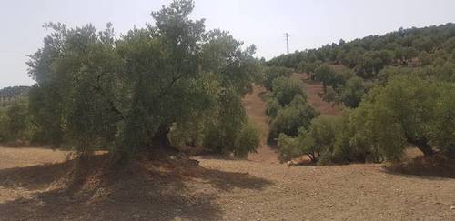 imagen 2 de Venta de finca olivar en Lucena (Córdoba)