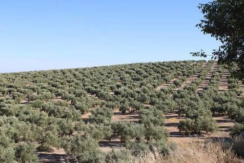 imagen 1 de Venta de magnífico olivar en Montilla (Córdoba)