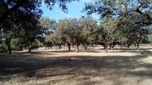 imagen 1 de Venta de encinar en Fuente Obejuna (Córdoba)