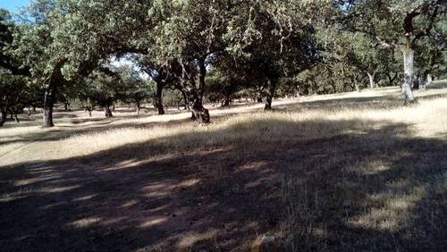 imagen 1 de Venta de encinar en Fuente Obejuna (Córdoba)