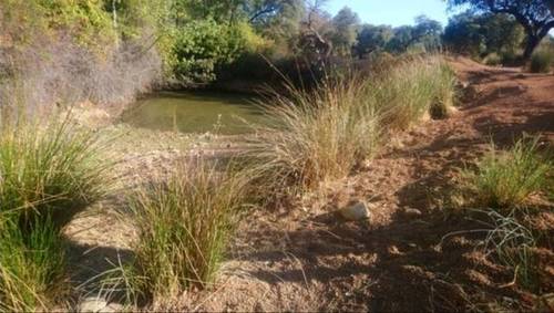 imagen 2 de Venta de encinar en Fuente Obejuna (Córdoba)