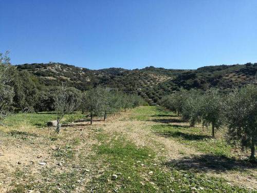 imagen 1 de Venta de finca en Cabra (Córdoba)