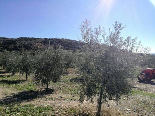 imagen 2 de Venta de finca en Cabra (Córdoba)