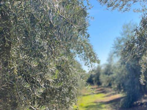 imagen 1 de Venta de finca olivar en Palma del Río (Córdoba)