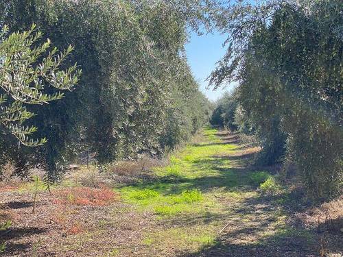 imagen 1 de Venta de finca olivar en Palma del Río (Córdoba)