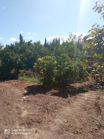 imagen 1 de Venta de estupenda parcela en Palma del Río (Córdoba)