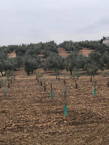 imagen 2 de Venta de parcela con olivos en La Victoria (Córdoba)