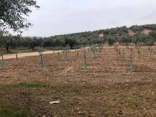 imagen 1 de Venta de parcela con olivos en La Victoria (Córdoba)