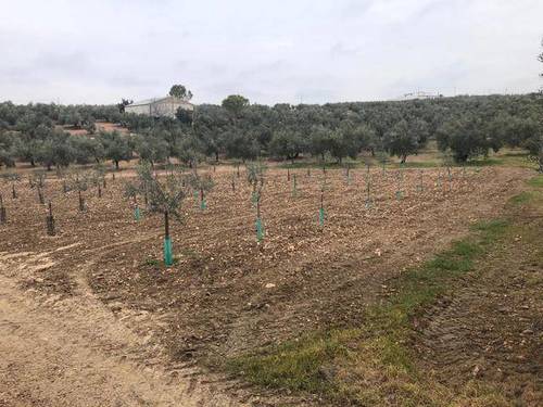imagen 1 de Venta de parcela con olivos en La Victoria (Córdoba)