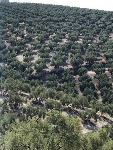imagen 1 de Venta de finca en Lucena (Córdoba)