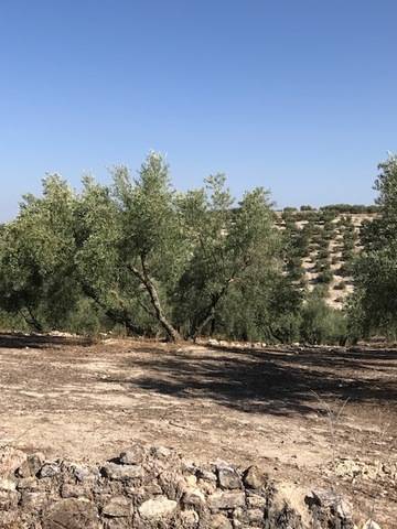 imagen 1 de Venta de finca en Lucena (Córdoba)