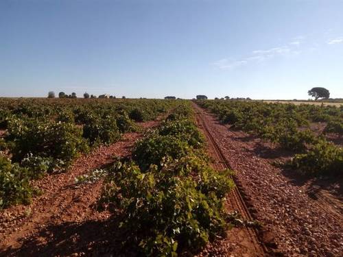 imagen 1 de Venta de finca con viñedo en El Provencio (Cuenca)
