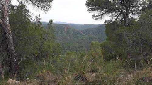 imagen 1 de Venta de estupenda finca en La Pesquera (Cuenca)