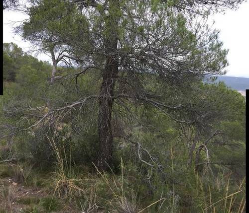 imagen 1 de Venta de estupenda finca en La Pesquera (Cuenca)