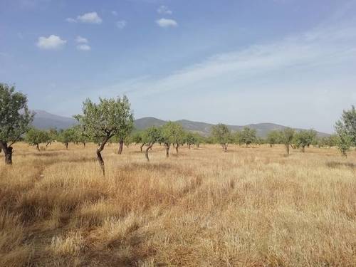 imagen 1 de Venta de finca en Jerez del Marquesado (Granada)