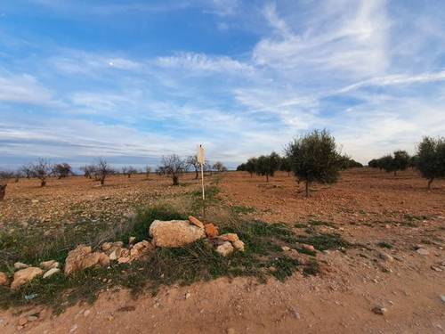 imagen 2 de Venta de finca de almendros en Moraleda de Zafayona (Granada)