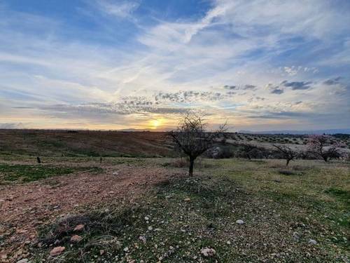 imagen 1 de Venta de finca de almendros en Moraleda de Zafayona (Granada)