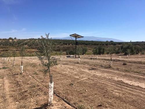 imagen 1 de Venta de estupendo olivar en Chimeneas (Granada)