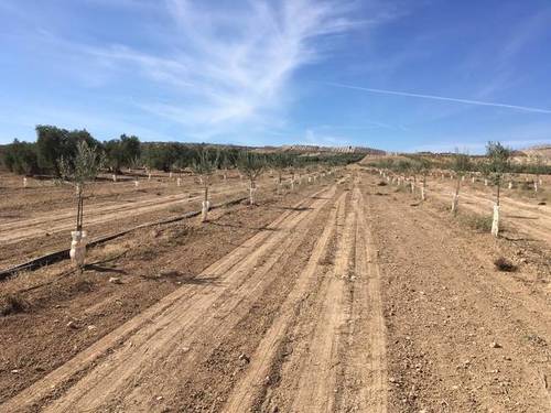 imagen 2 de Venta de estupendo olivar en Chimeneas (Granada)