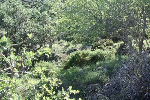 imagen 1 de Venta de finca en Cogollos de la Vega (Granada)