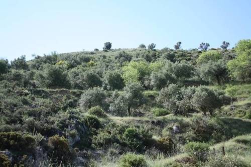 imagen 4 de Venta de finca en Cogollos de la Vega (Granada)