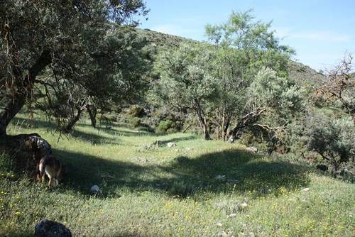 imagen 2 de Venta de finca en Cogollos de la Vega (Granada)