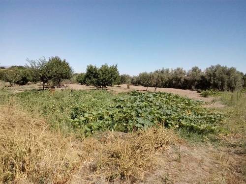 imagen 2 de Venta de estupendo terreno en Guadix (Granada)