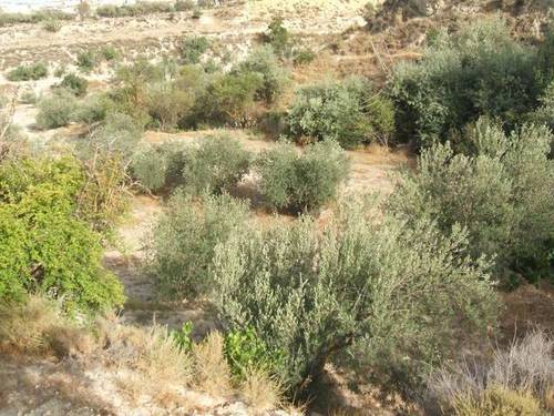 imagen 1 de Venta de estupenda finca olivar en Baza (Granada)