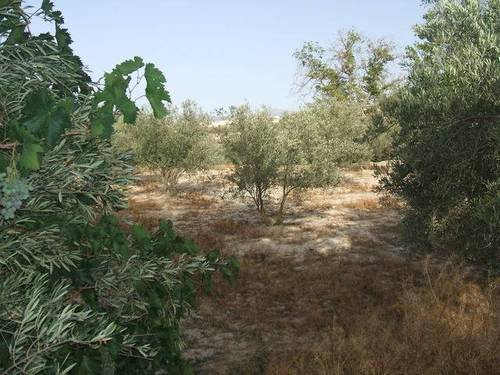 imagen 2 de Venta de estupenda finca olivar en Baza (Granada)