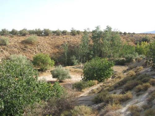 imagen 3 de Venta de estupenda finca olivar en Baza (Granada)