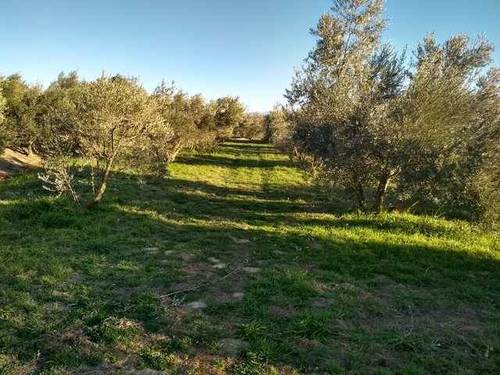 imagen 1 de Venta de finca en Guadix (Granada)