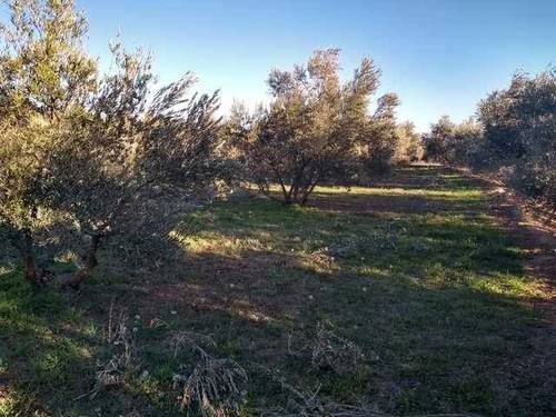 imagen 1 de Venta de finca en Guadix (Granada)