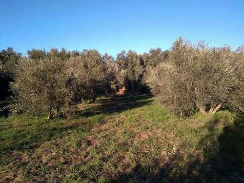 imagen 2 de Venta de finca en Guadix (Granada)