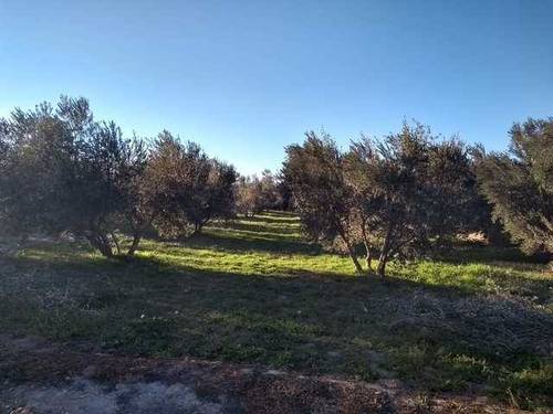 imagen 3 de Venta de finca en Guadix (Granada)
