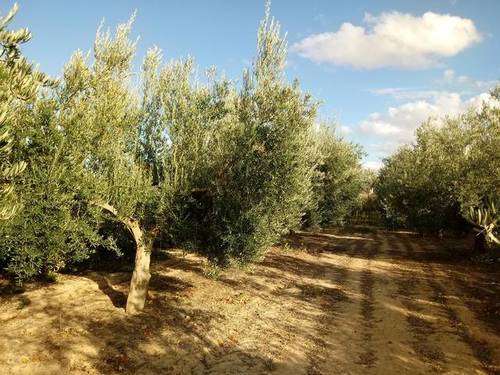 imagen 1 de Venta de parcela en Chauchina (Granada)