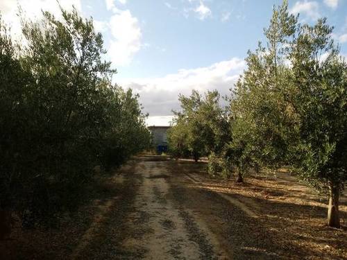 imagen 1 de Venta de parcela en Chauchina (Granada)