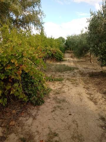 imagen 2 de Venta de parcela en Chauchina (Granada)