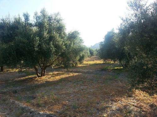 imagen 2 de Venta de olivar en Castril (Granada)