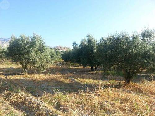 imagen 3 de Venta de olivar en Castril (Granada)