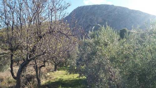 imagen 1 de Venta de finca con olivos en producción en Güejar Sierra (Granada)