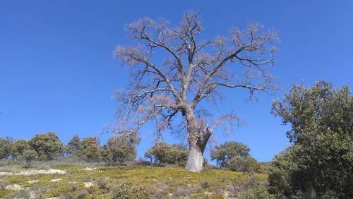 imagen 1 de Venta de finca en Cendejas de la Torre (Guadalajara)