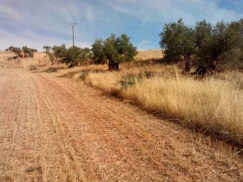 imagen 1 de Venta de fincas en Ciruelas (Guadalajara)