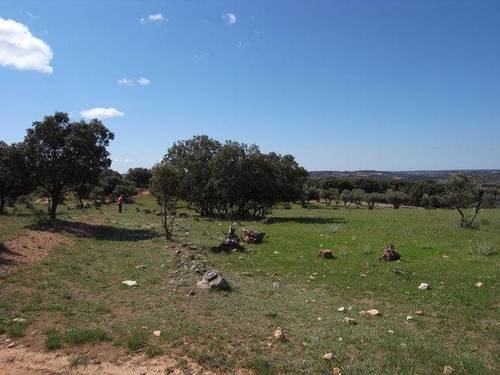 imagen 1 de Venta de campo olivar en Escariche (Guadalajara)