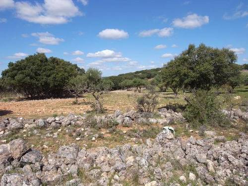 imagen 2 de Venta de campo olivar en Escariche (Guadalajara)