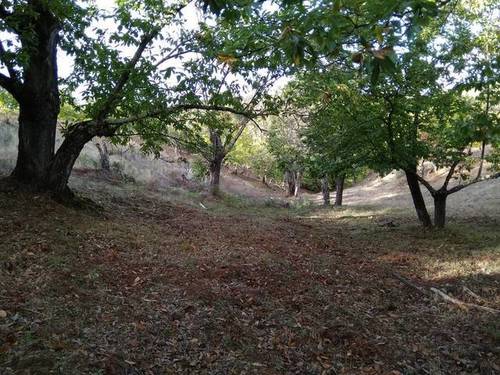 imagen 1 de Venta de finca castañar en Galaroza (Huelva)