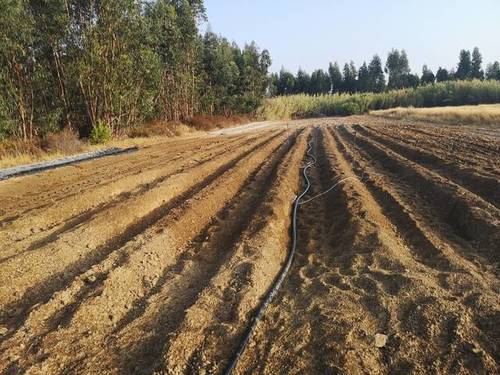 imagen 2 de Venta de finca en Lepe (Huelva)